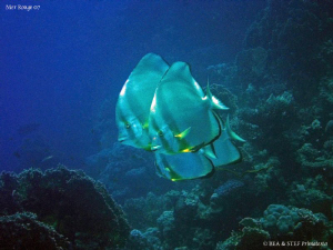 Batfish, Marsa Alam. Canon Ixy 900. by Bea & Stef Primatesta 